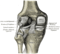 Articulação do joelho esquerdo por trás, mostrando os ligamentos interiores.