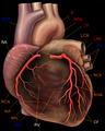 Koroner arterleriyle insan kalbi