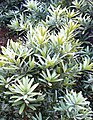 Podocarpus latifolius