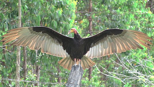 Cathartes burrovianus