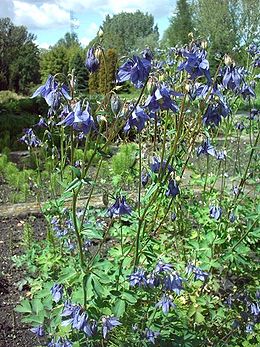 Paprastasis sinavadas (Aquilegia vulgaris)