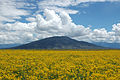 Ute Mountain mit blühenden Blumen