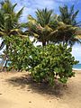 Seagrape (Coccoloba uvifera) shrub at Playa Lucia, Yabucoa, Puerto Rico.