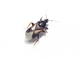 Xylocoris cursitans