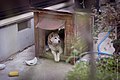 犬小屋の例（日本）。屋根が後ろに傾斜しているタイプ。この犬小屋は出入り口の上にしっかりとした庇がつけられており、雨天でも中が濡れにくい。