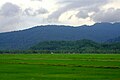 Panaroma sawah padi Langkawi, Kedah, Malaysia.