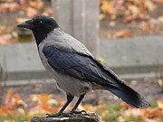 Hooded crow