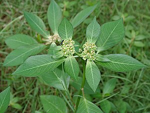 Raznolisna mlječika (Euphorbia heterophylla)