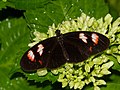 Postman - Heliconius melpomene plessini