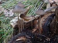 Mycena alcalina