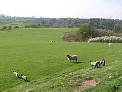 Roman Fort at Nether Denton - geograph.org.uk - 1372569.jpg