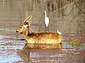 Grand cerf Sambar et Grande aigrette