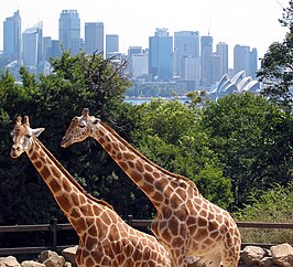 Giraffen in Taronga Zoo met Sydney op de achtergrond