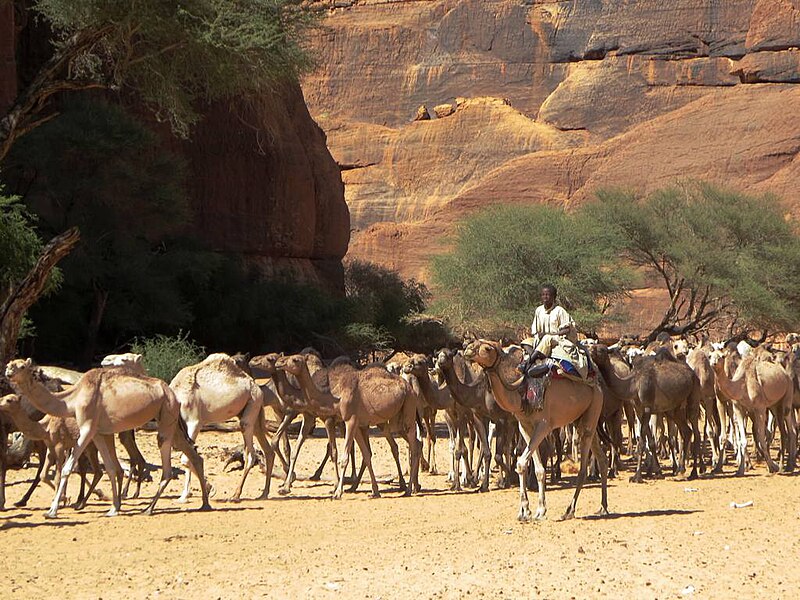 File:Toubou Herders (23667831514).jpg