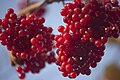 Red Viburnum berries (kalyna), the subject of the song