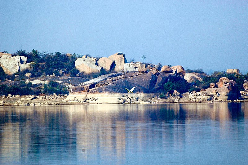 File:Bird Flying at Shamirpet Lake.jpg