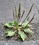 Plantago major subsp. intermedia, syn. Plantago uliginosa