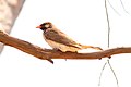 Greater honeyguide