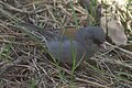 Junco hyemalis caniceps