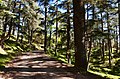 Forêt de Cèdres du Parc National de Theniet El Had