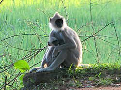 Arten Semnopithecus priam