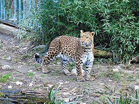 Chinesischer Leopard (Panthera pardus japonensis)