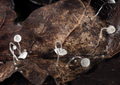 Mycena mucor