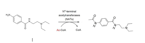 Nacetyltransferase2