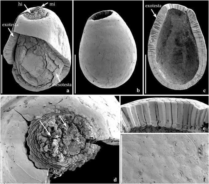 File:Notonuphar antarctica seeds.webp