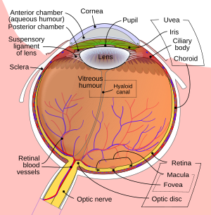 Oculus humanus