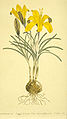 Crocus angustifolius