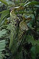 Nepenthes fallax