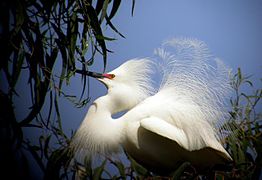 Full breeding plumage