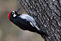 Acorn Woodpecker