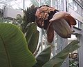 Ensete suberbum