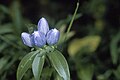 Gentiana clausa