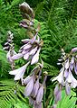 Hosta sieboldiana 'Picta', Blütenstand