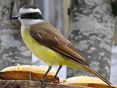 Manĝanta bananon en Belmopano, Belizo