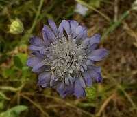 Knautia integrifolia