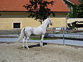 Alter Lipizzaner in Rente