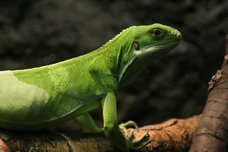 Brachylophus fasciatus