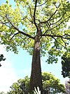 Ceiba pentandra