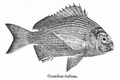 Karanteen seabream