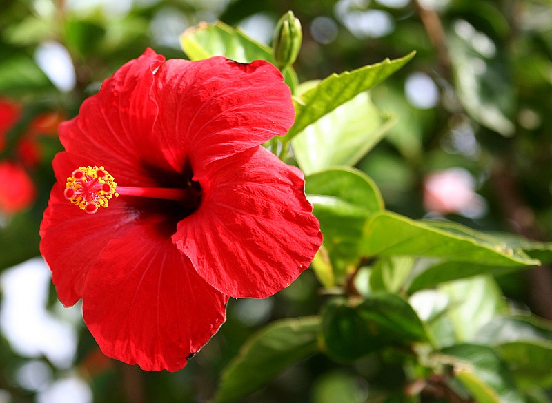 File:Hibiscus Brilliant.jpg