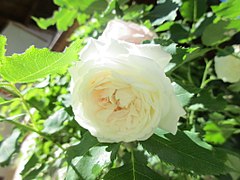 Rose 'Boule de Neige' 1867.