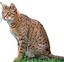 Ocicat