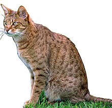 Ocicat-Charan.jpg