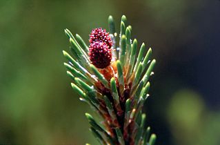 Bourgeons de pin (Pinus mugo)