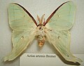 Actias artemis hím