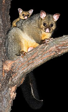 Trichosurus vulpecula 1.jpg